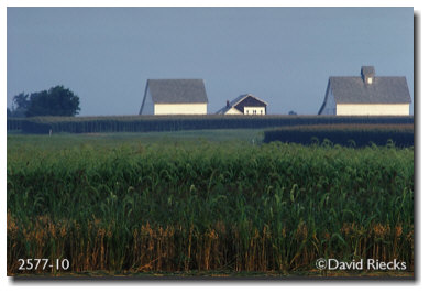 Three barns, daybreak