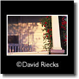 Roses growing on porch