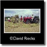 Threshing rice with tractor
